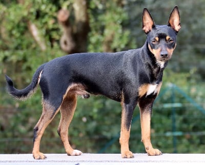 Severino de las brisas del mar