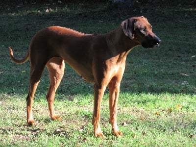 https://chiens-de-france.com/photo/chiens/2025_09/tn200/TN200_chiens-Rhodesian-Ridgeback-06b612c2-8518-ab34-69e7-704e320dca1b_min.jpg