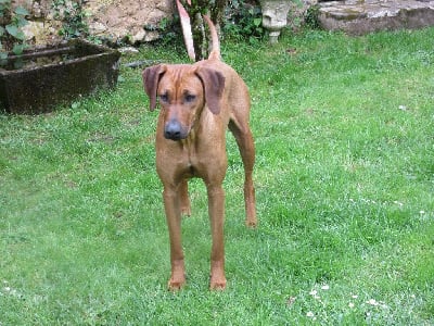 https://chiens-de-france.com/photo/chiens/2025_09/tn200/TN200_chiens-Rhodesian-Ridgeback-a199aa34-ad12-1ae4-69d9-6d555aa77d60_min.jpg