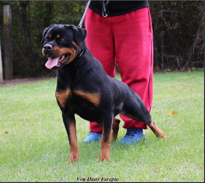 https://chiens-de-france.com/photo/chiens/2025_09/tn200/TN200_chiens-Rottweiler-11be6bbf-ce2b-35f4-b19f-7abe68a37ead_min.jpg