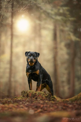 https://chiens-de-france.com/photo/chiens/2025_09/tn200/TN200_chiens-Rottweiler-3f7b747e-4d75-b114-d53c-be8f94f3c596_min.jpg