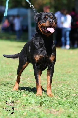 https://chiens-de-france.com/photo/chiens/2025_09/tn200/TN200_chiens-Rottweiler-886aca84-9ce3-d1d4-d973-83d5f6134734_min.jpg