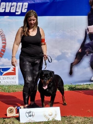https://chiens-de-france.com/photo/chiens/2025_09/tn200/TN200_chiens-Rottweiler-bd78de1f-0ec1-26c4-69bb-87bb1f73e38d_min.jpg