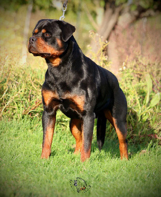 Seiko I Believe Aken Flam