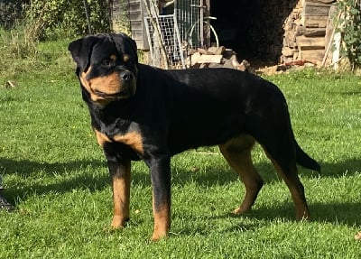 https://chiens-de-france.com/photo/chiens/2025_09/tn200/TN200_chiens-Rottweiler-e60b47e6-6466-c404-6dff-70d2954a22a5_min.jpg