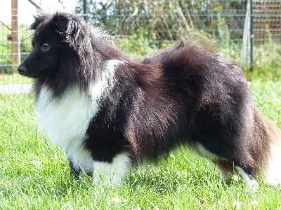 Vortex du Banc des Hermelles