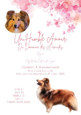 https://chiens-de-france.com/photo/chiens/2025_09/tn200/TN200_chiens-Shetland-Sheepdog-e5dd7990-d5e0-90f4-d941-2cc0b1a7c9fc_min.jpg