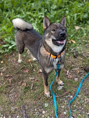 https://chiens-de-france.com/photo/chiens/2025_09/tn200/TN200_chiens-Shikoku-4db42641-cef7-9894-6935-b5d8aabd48dc_min.jpg
