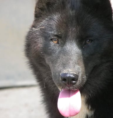 https://chiens-de-france.com/photo/chiens/2025_09/tn200/TN200_chiens-Siberian-Husky-0eb4c2ba-31d9-c604-a9fe-906378392f4b_min.jpg
