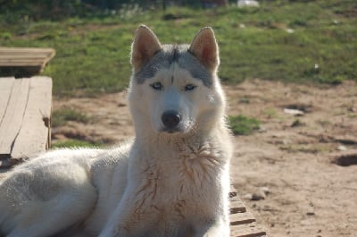 https://chiens-de-france.com/photo/chiens/2025_09/tn200/TN200_chiens-Siberian-Husky-26051fd0-0fda-4d74-d130-8b320d96a651_min.jpg