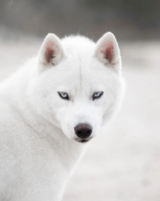 s'torianastar sibiriada Tayran