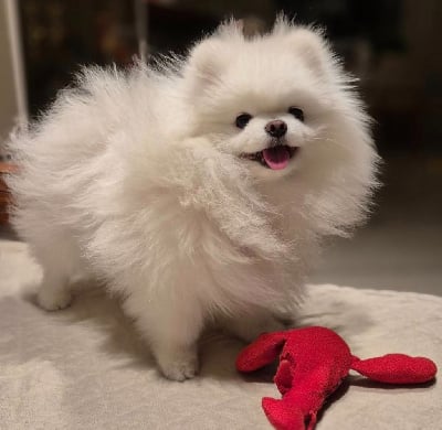 https://chiens-de-france.com/photo/chiens/2025_09/tn200/TN200_chiens-Spitz-allemand-18dbf34f-26c1-4a14-519f-bca996c9e803_min.jpg