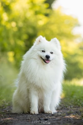 CH. ascendo stella Morningstar