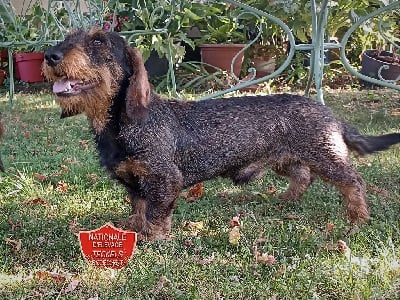 CH. Unik Du Berry Noir