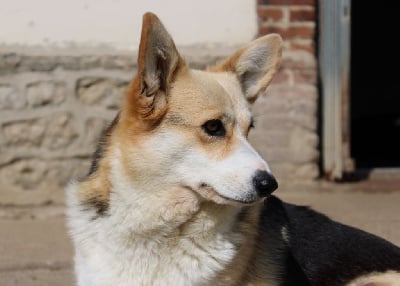 https://chiens-de-france.com/photo/chiens/2025_09/tn200/TN200_chiens-Welsh-Corgi-Pembroke-54abc009-70a8-35c4-2957-f0f47d8f493b_min.jpg