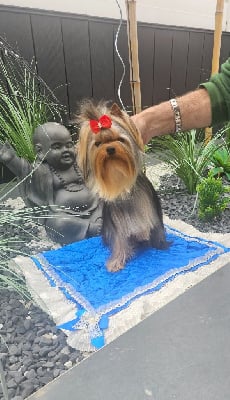 Big boy of boxxemia gold