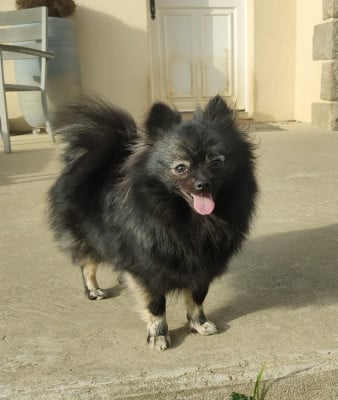 https://chiens-de-france.com/photo/chiens/2025_10/tn200/TN200_2025100911092068e77bc0bdf6b.jpg