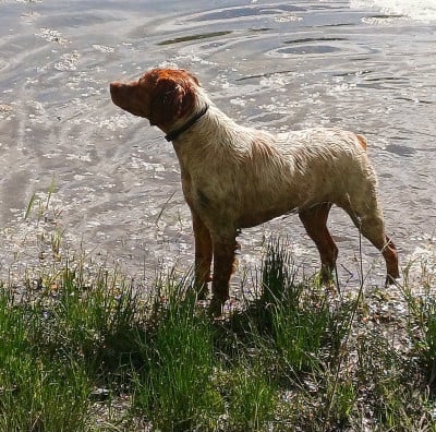 https://chiens-de-france.com/photo/chiens/2025_10/tn200/TN200_2025101114575268ea54506468a.jpg