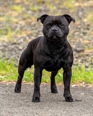 CH. LUTHAIS LOCH TAY