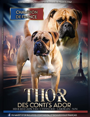 CH. Thor Des Conti?s Ador