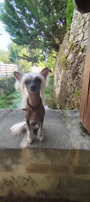 Pets High Ulan bator