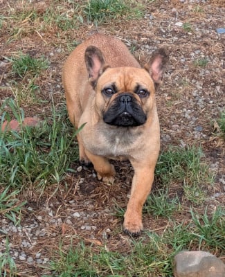 https://chiens-de-france.com/photo/chiens/2025_10/tn200/TN200_2025102221252068f92fa0cd025.jpg