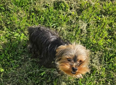 https://chiens-de-france.com/photo/chiens/2025_10/tn200/TN200_2025102317233868fa487a3e3b9.jpg