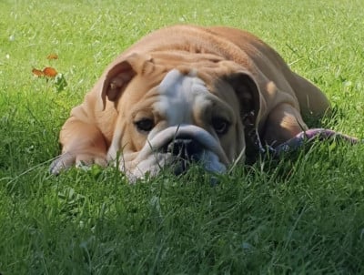 https://chiens-de-france.com/photo/chiens/2025_10/tn200/TN200_202510301305056903547164403.jpg