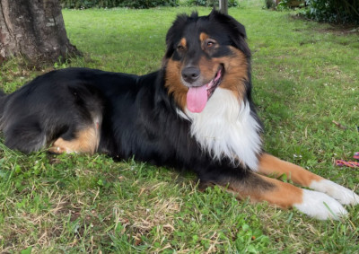 Syuka du Domaine de la Tineliere