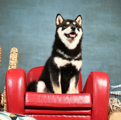 https://chiens-de-france.com/photo/chiens/2025_10/tn200/TN200_202510311504056904c1d5206a5.jpg