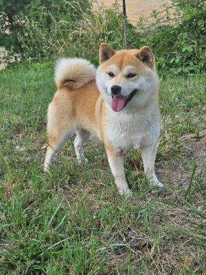 https://chiens-de-france.com/photo/chiens/2025_10/tn200/TN200_202510311508306904c2deafc9e.jpeg