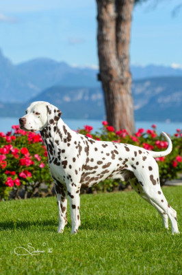 CH. Ganimede Copierre Degli Dei del Parnaso del parnaso