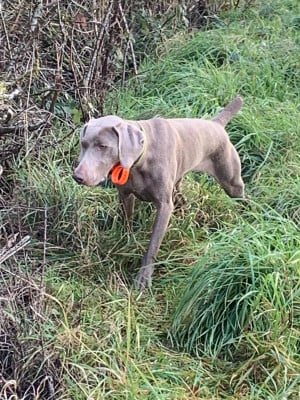 https://chiens-de-france.com/photo/chiens/2025_10/tn200/TN200_20251218165007694422af1ef9e.jpg
