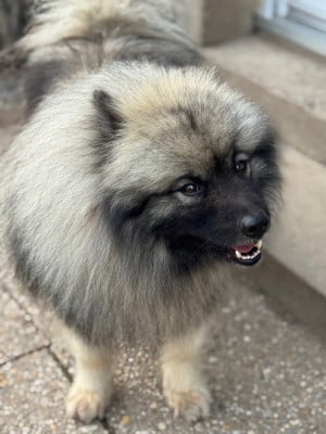 Vinston vidjis pride