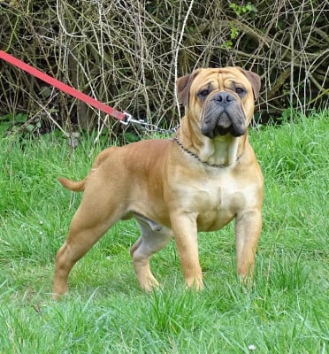 Viking de Peyriac de Mer