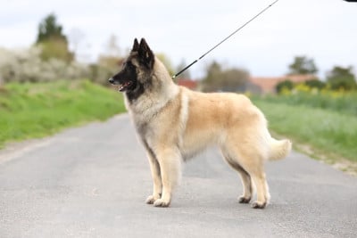 https://chiens-de-france.com/photo/chiens/2025_10/tn200/TN200_2026031622460069b87a18c4560.jpg