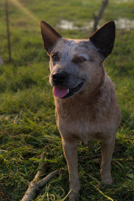 https://chiens-de-france.com/photo/chiens/2025_10/tn200/TN200_2026041617290769e100439e3a1.png