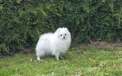 https://chiens-de-france.com/photo/chiens/2025_10/tn200/TN200_2026041810421669e343e8ca2ea.jpg