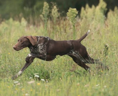 https://chiens-de-france.com/photo/chiens/2025_10/tn200/TN200_2026042413583069eb5ae64d34c.jpg