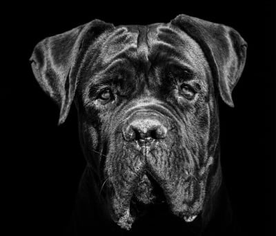 King Aquiles preciousguardian of land