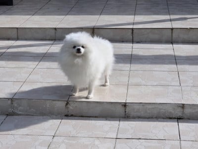 https://chiens-de-france.com/photo/chiens/2025_10/tn200/TN200_202606121815546a2c30bab850d.jpg