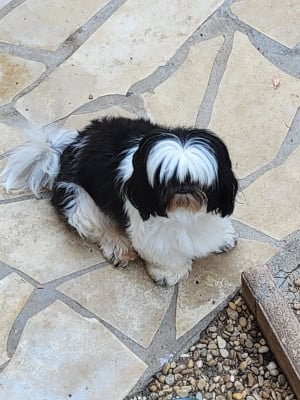 https://chiens-de-france.com/photo/chiens/2025_10/tn200/TN200_202607191208156a5ca20faba31.jpg