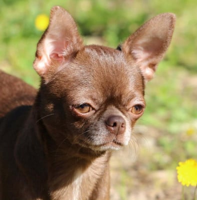 https://chiens-de-france.com/photo/chiens/2025_10/tn200/TN200_202608011922306a6e2b561ea02.jpg