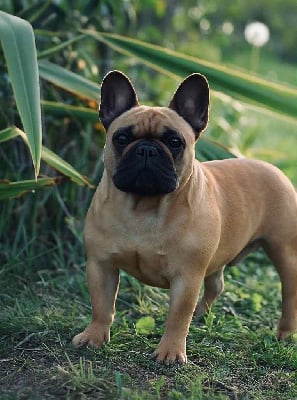 https://chiens-de-france.com/photo/chiens/2025_10/tn200/TN200_chiens--0d848135-a32a-0704-79ef-9671f6227942_min.jpg