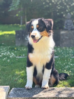 https://chiens-de-france.com/photo/chiens/2025_10/tn200/TN200_chiens--43d31e8a-7bdb-8fc4-31e0-017ab8688720_min.jpg