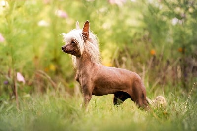 CH. fauzia jumana Baunti