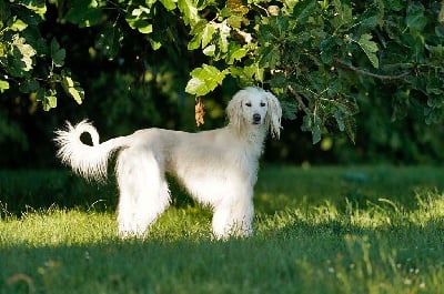 Kumpay (Sans Affixe)