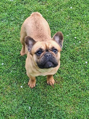 https://chiens-de-france.com/photo/chiens/2025_10/tn200/TN200_chiens--6810e943-97ac-f454-b90f-acc35d6ef78c_min.jpg