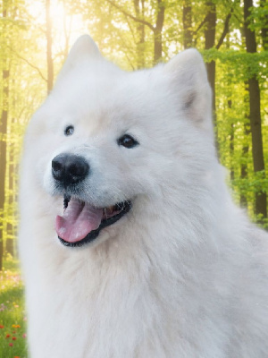 lucky love Velvet dream in a bentley