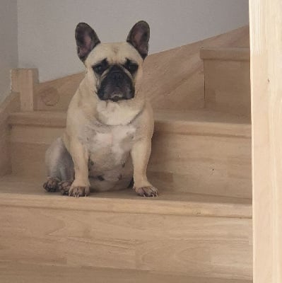 https://chiens-de-france.com/photo/chiens/2025_10/tn200/TN200_chiens--8dd7b9bd-f09b-22d4-2dec-c8434565f8cd_min.jpg